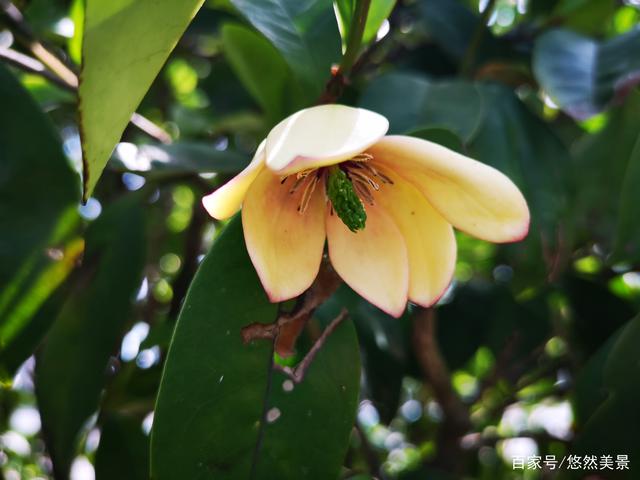 分析！笑靥如花的靥是指什么