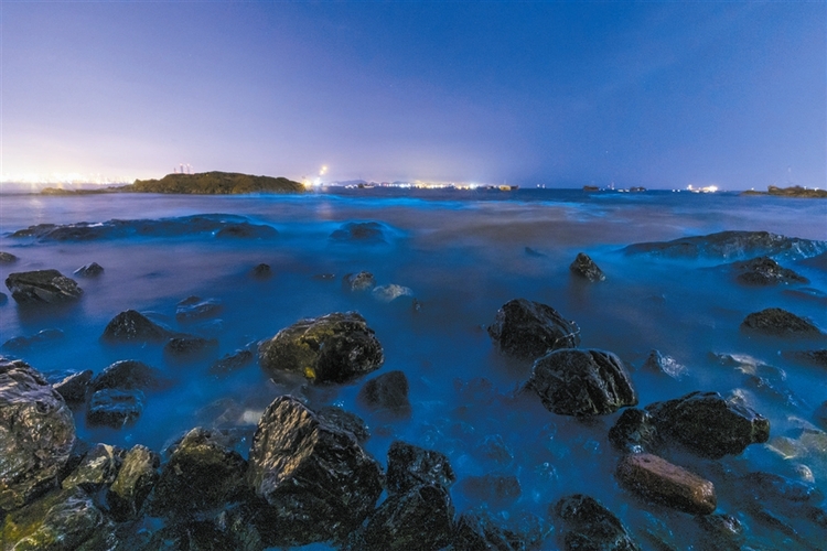 分析！大连荧光海滩“郢中白雪”