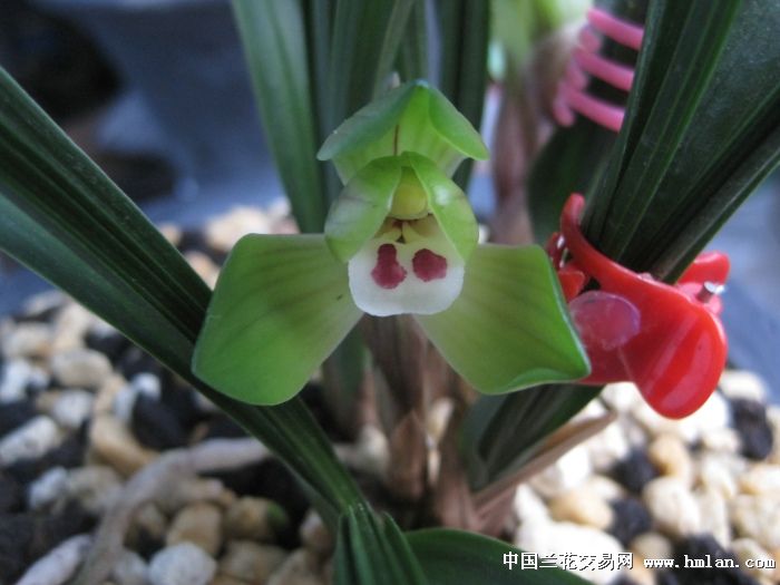 达人分享！18大全称“空谷幽兰”