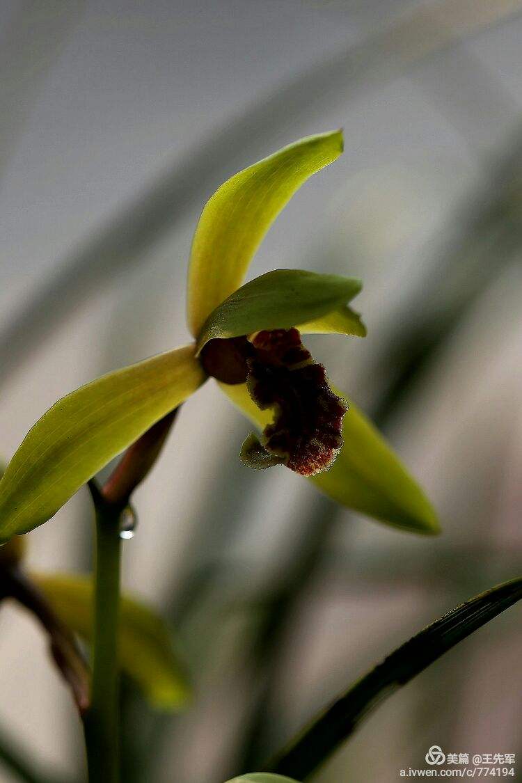 达人分享！18大全称“空谷幽兰”