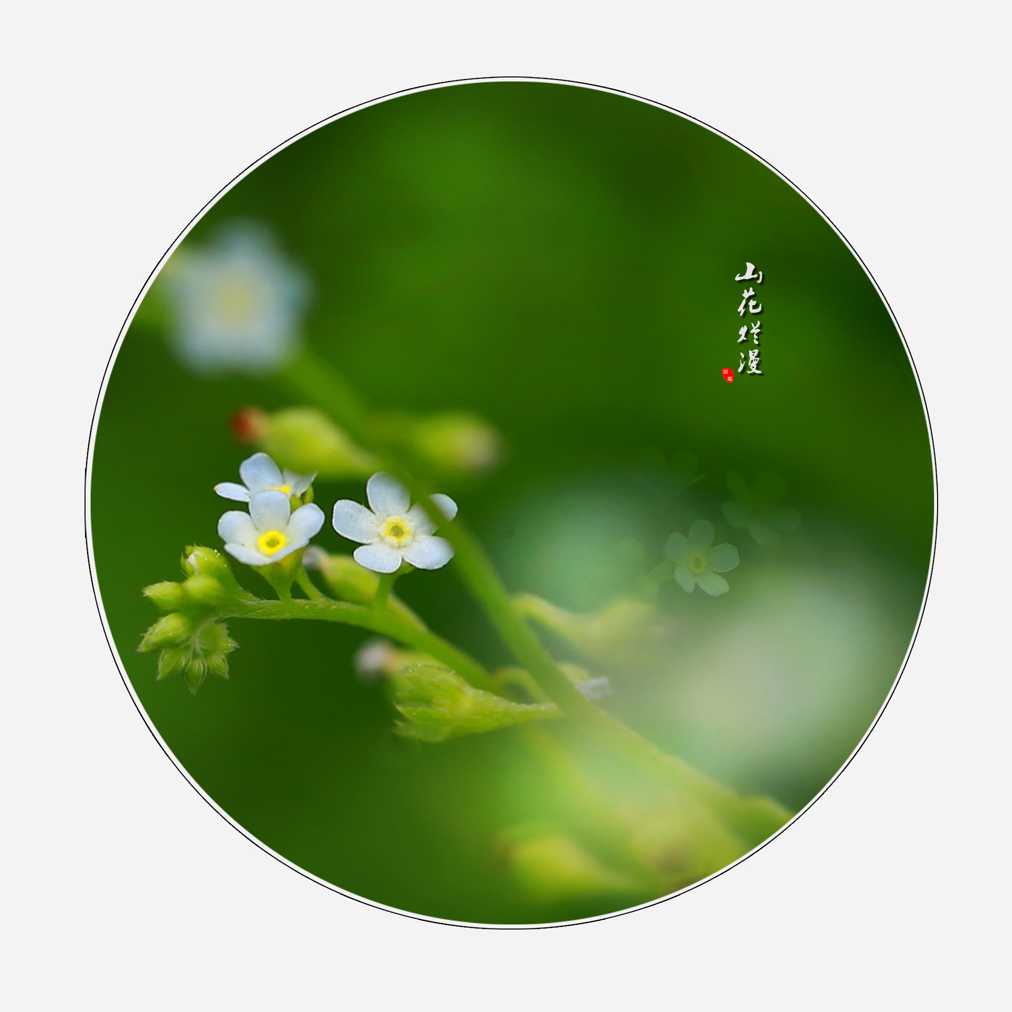 分析！网盘下载怎么下“空谷幽兰”