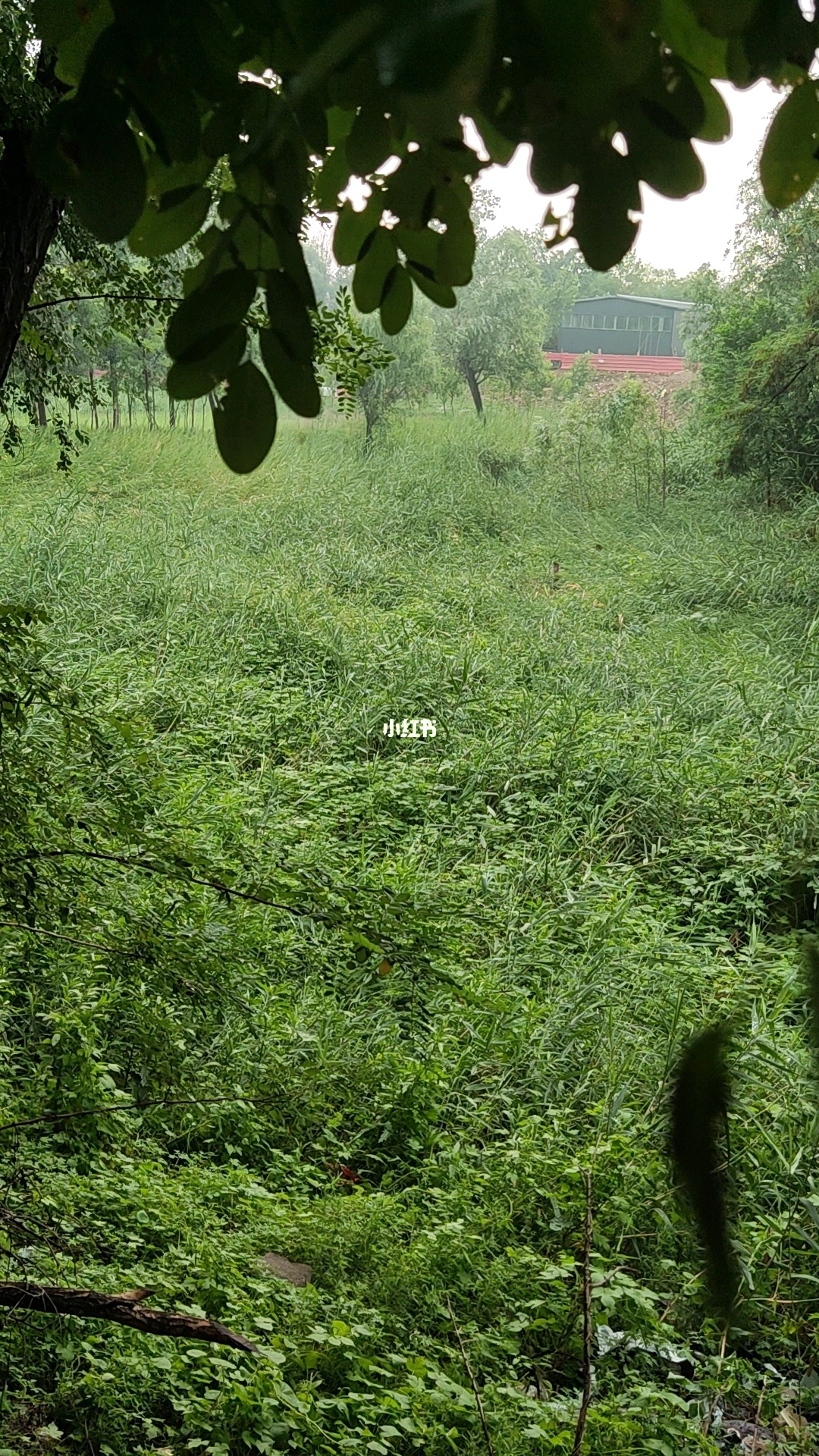 分析！夏季雨后蛙声一片