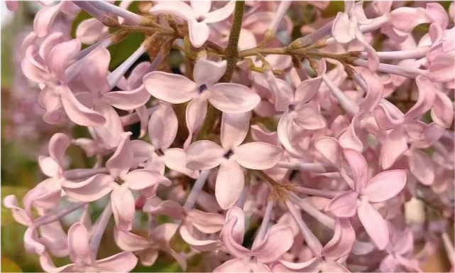 分析！女人的心是玻璃做的“桃红柳绿”