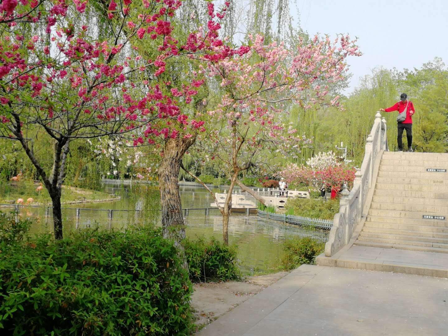 分析！8开“桃红柳绿”