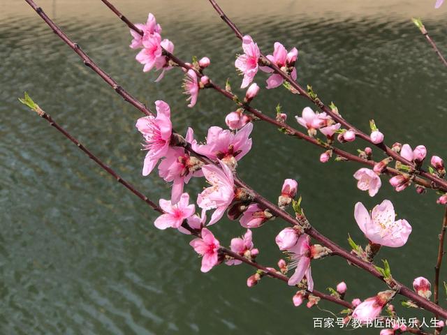 分析！8开“桃红柳绿”