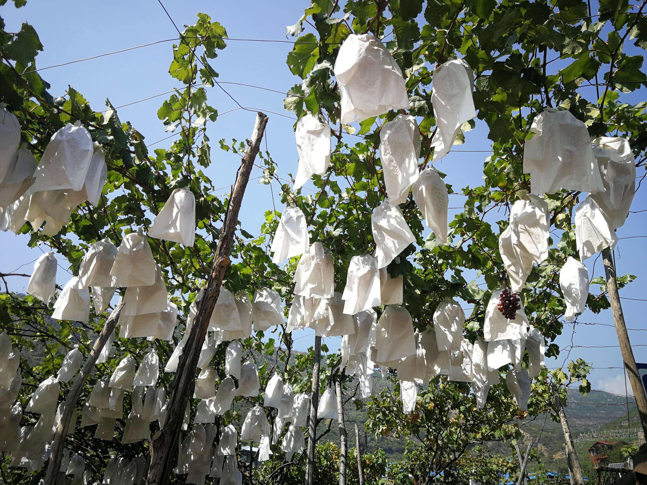 讲解！葡萄架势“星星点点”