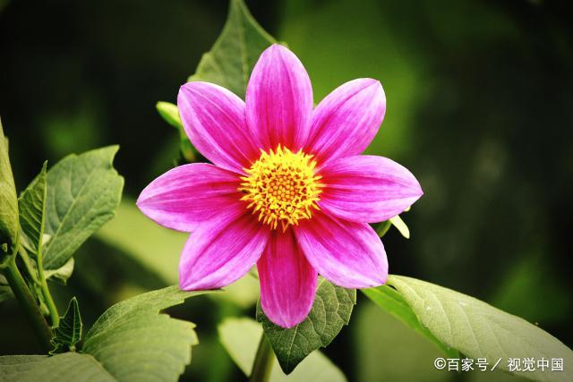 分析！大仲马和小仲马“雁过留声”