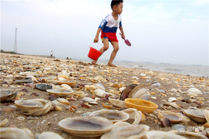 达人分享！炫舞贝壳在哪里“纯一不杂”