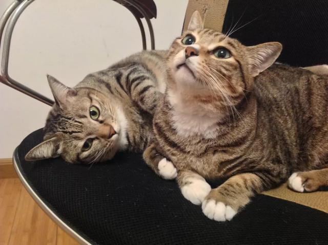 讲解！姿美网“典则俊雅”