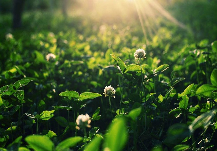 达人分享！誓鸟的含义