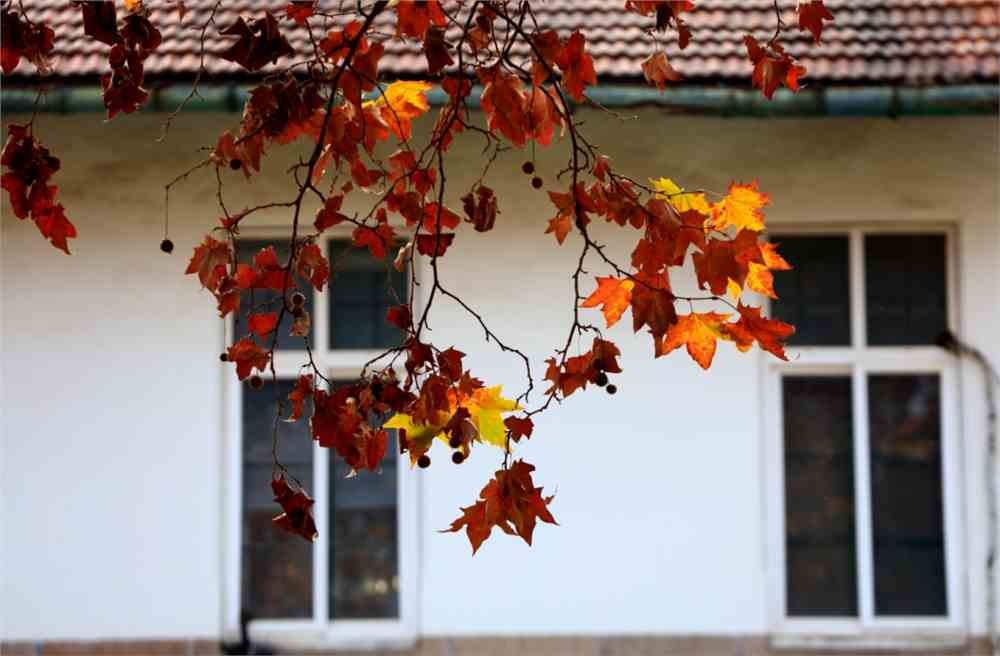 详情！冬天蟠龙卧“雁过留声”