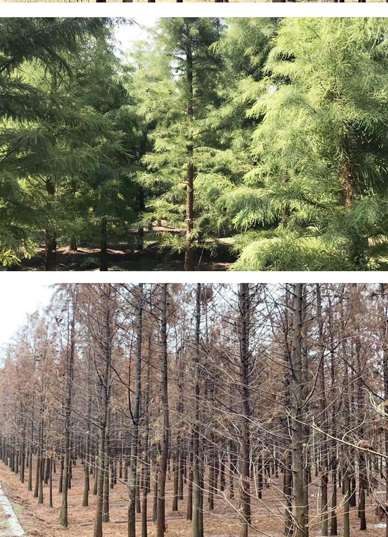 分析！水杉移栽