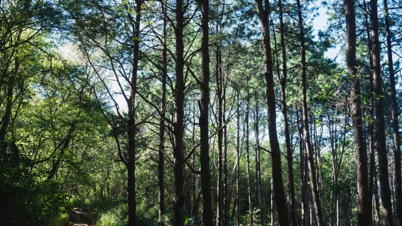 分析！水杉移栽