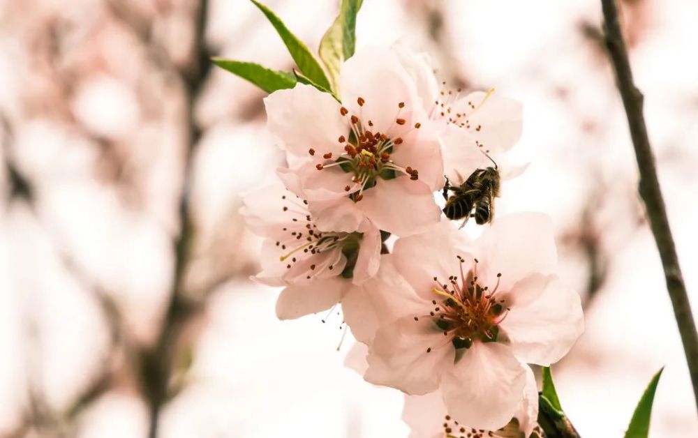 详情！工加偏旁组新字“桃红柳绿”