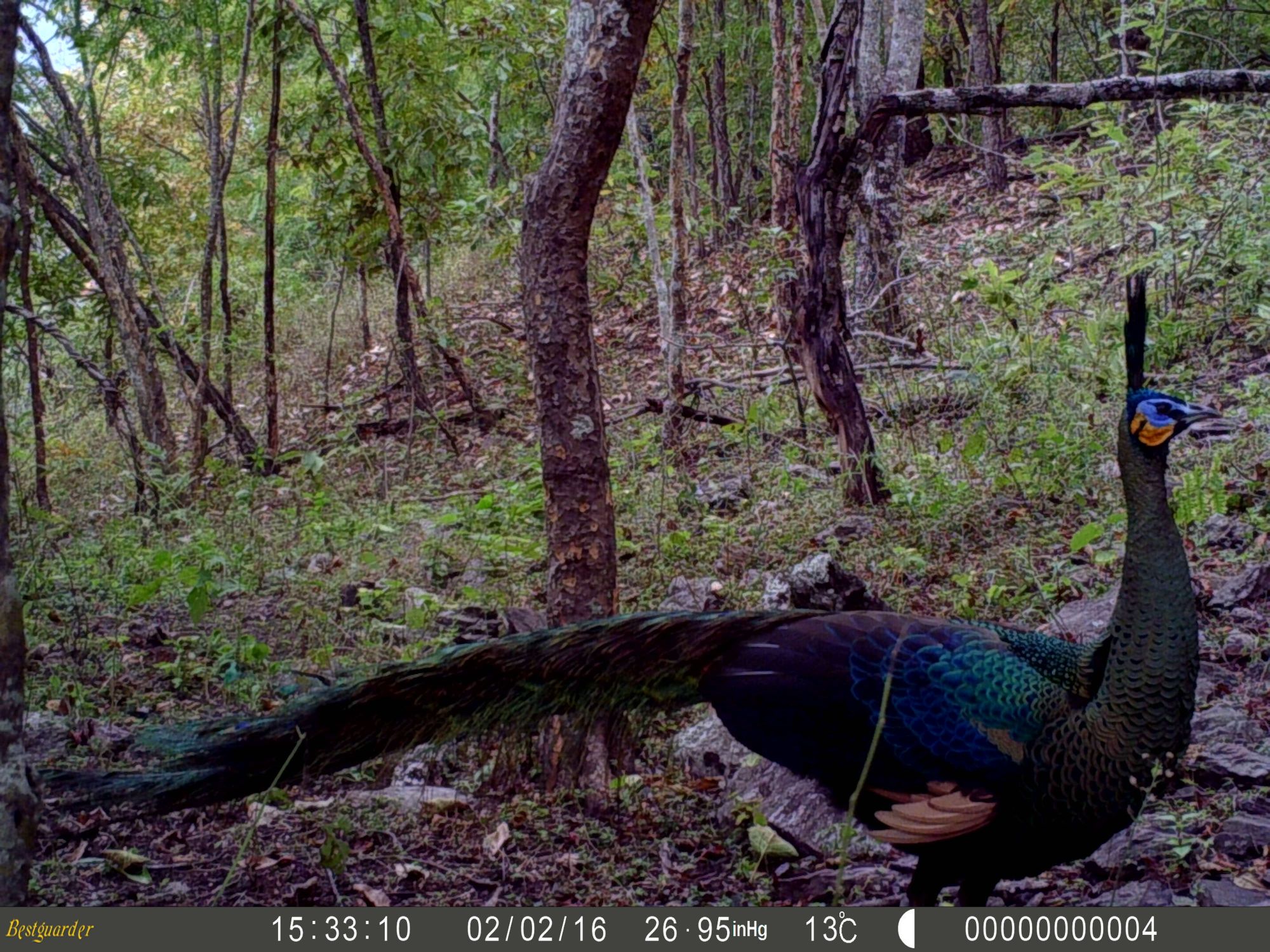 分析！科学家发现混元兽“高情逸态”