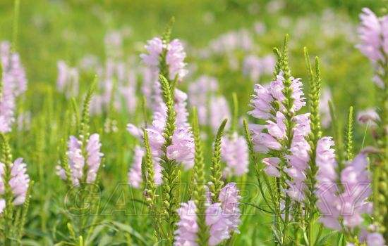 分析！上古卷轴5熊皮“郢中白雪”