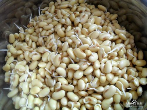 分析！家庭自制黄豆芽机“雁过留声”