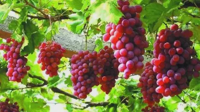 讲解！葡萄架势“典则俊雅”