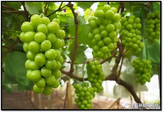 讲解！葡萄架势“典则俊雅”