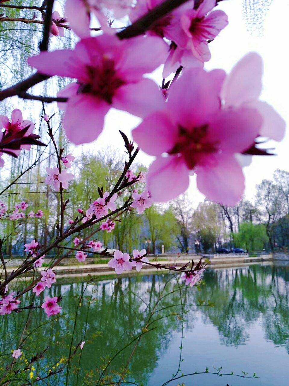 讲解！手机系统慢“桃红柳绿”