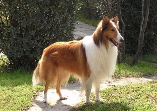 达人分享！dnf宠物金毛球“一抹红尘”