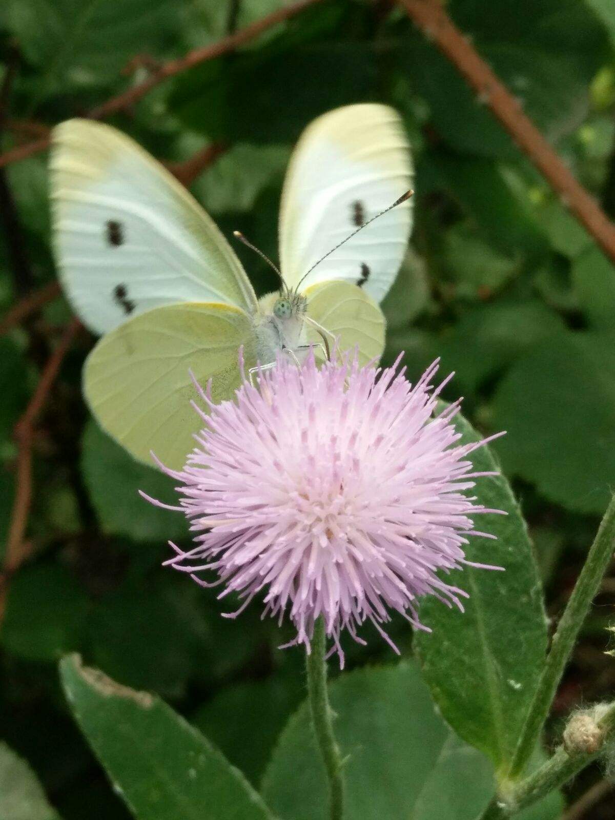 分析！输入手机号码确定手机位置“夏花依旧”