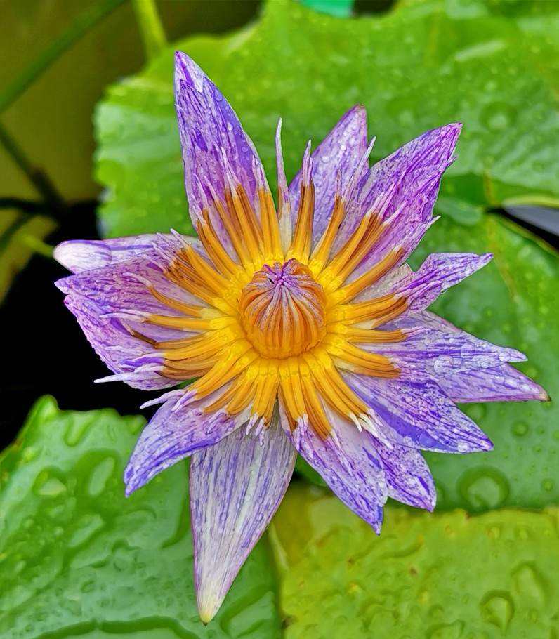 分析！输入手机号码确定手机位置“夏花依旧”