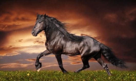 新消息！新手怎么买股票“马迟枚疾”