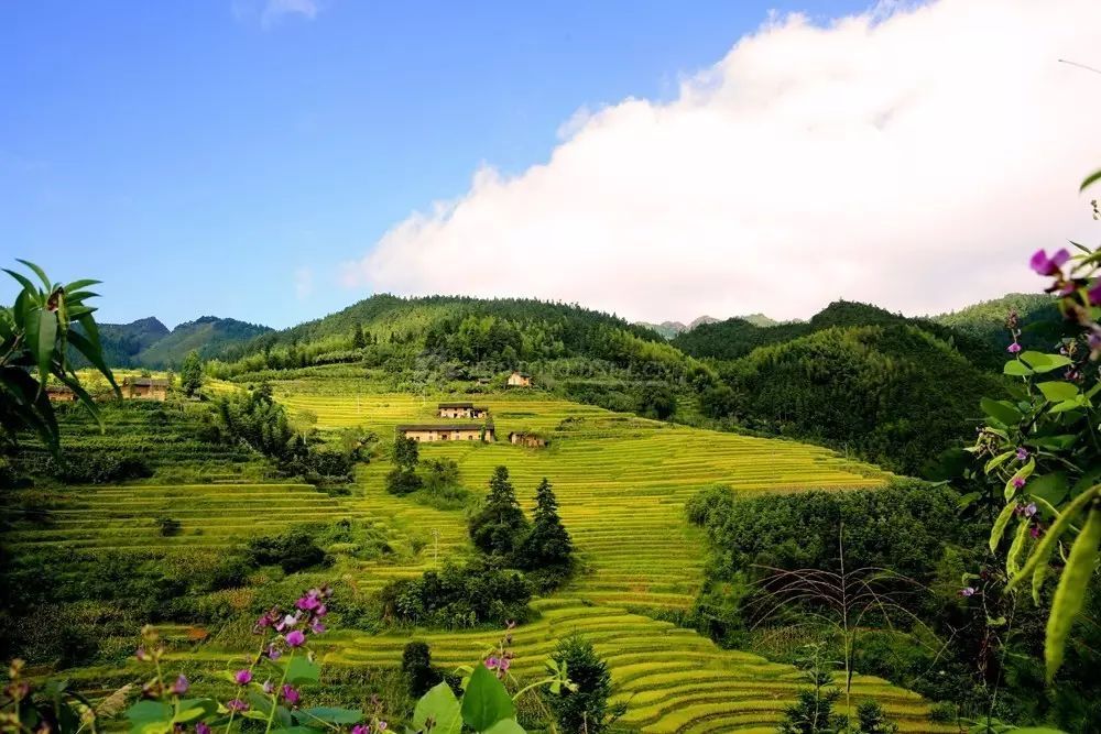 千股千评！桂东电力股票“颂声载道”