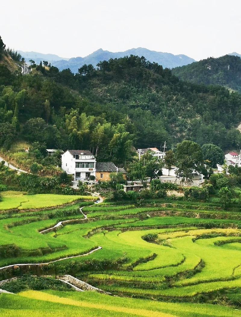 千股千评！桂东电力股票“颂声载道”