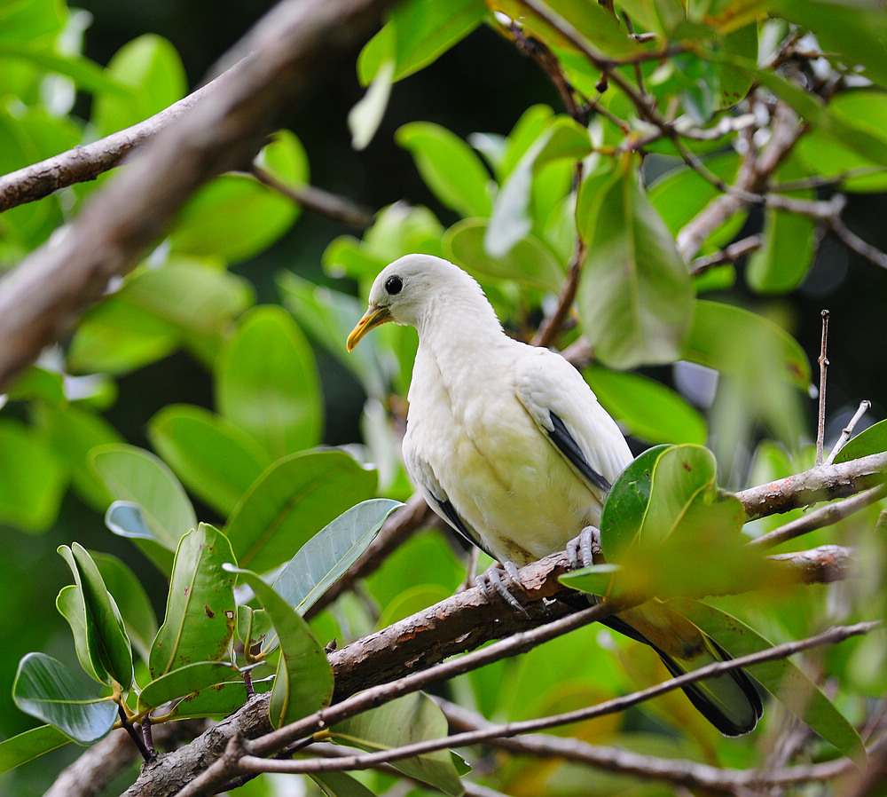 股吧！银鸽投资股票“不虞之誉”