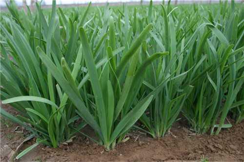 股吧！股票000100“誉不绝口”