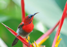 千股千评！太阳鸟股票“有目共赏”