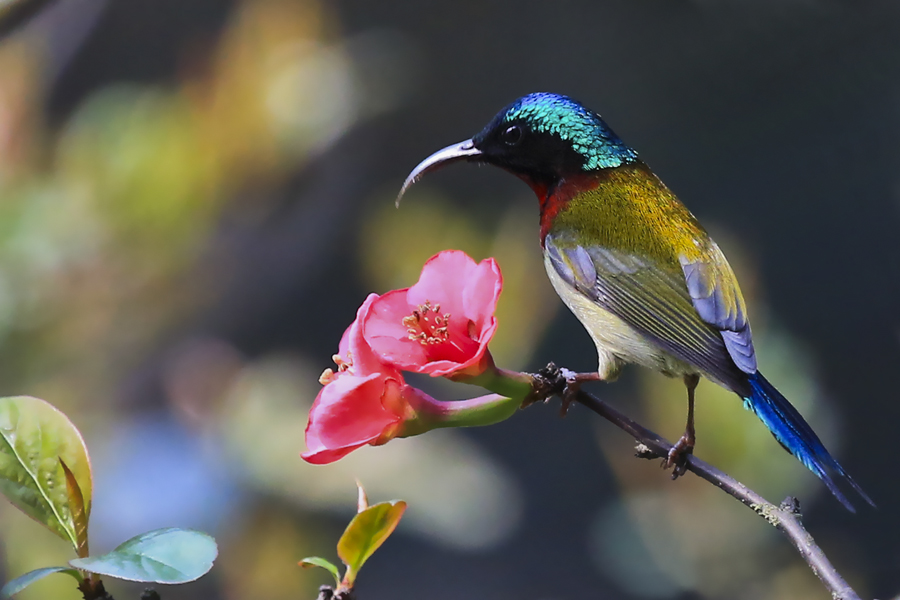 千股千评！太阳鸟股票“有目共赏”