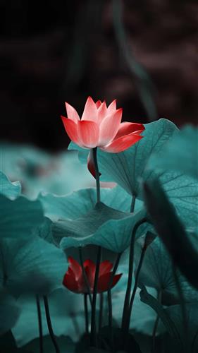 股吧！股票002340“誉不绝口”