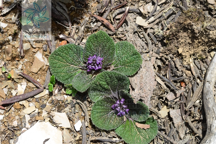 独一味股票“后来居上”