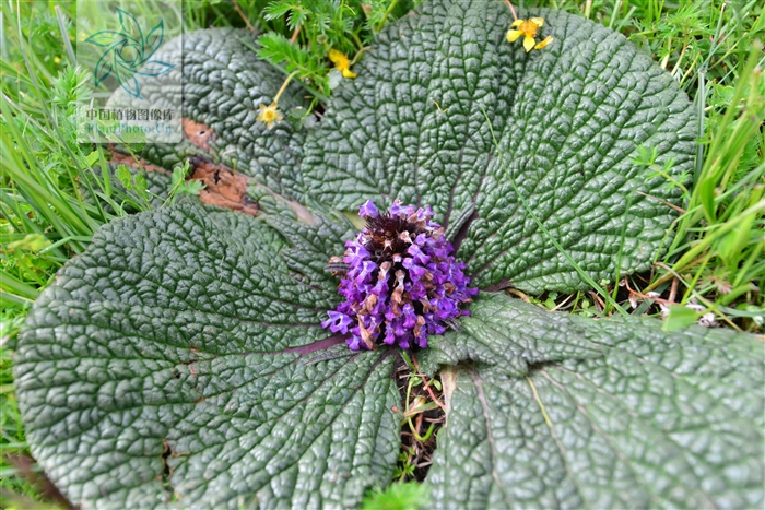 独一味股票“后来居上”