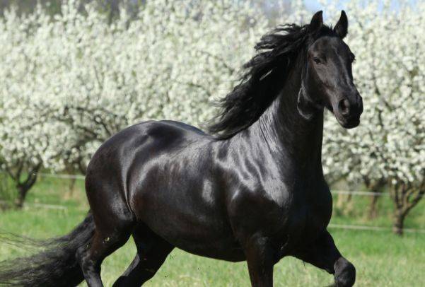 评论区！云股票情报网“马迟枚疾”