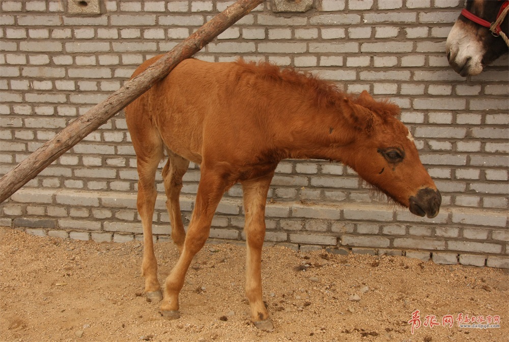 新消息！股票杠杆推荐“马迟枚疾”