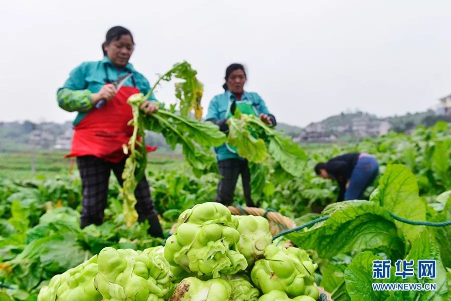 培陵榨菜股票“马迟枚疾”