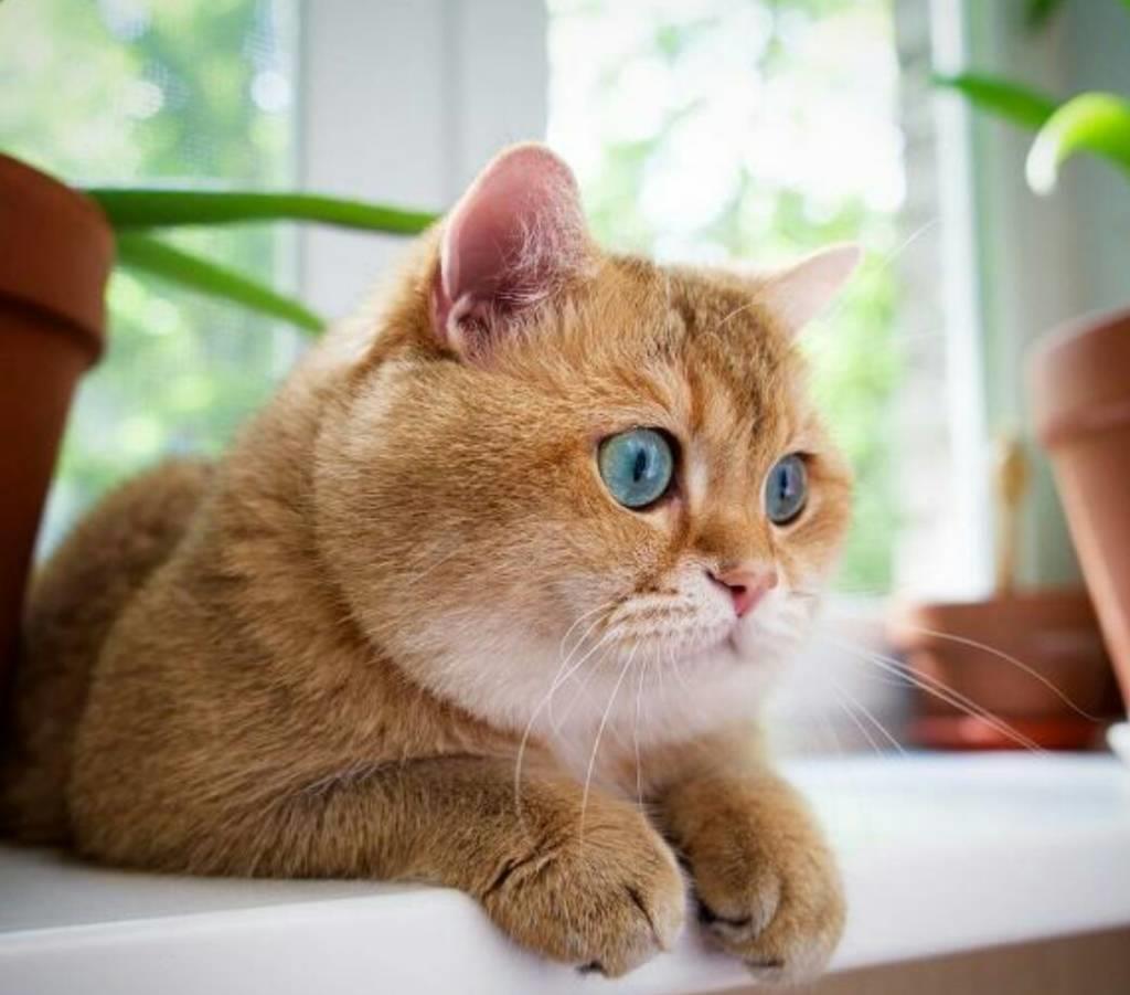 股吧！股票002655“善颂善祷”