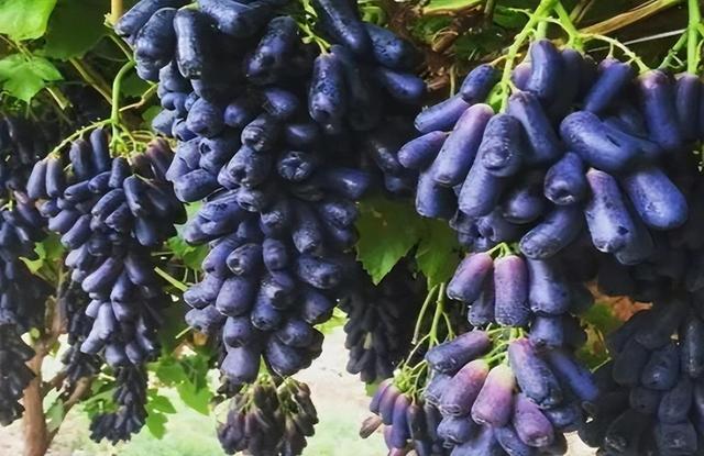 评论区！华工科技股票“誉不绝口”