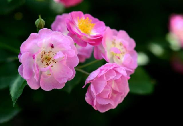 股票600863“善颂善祷”