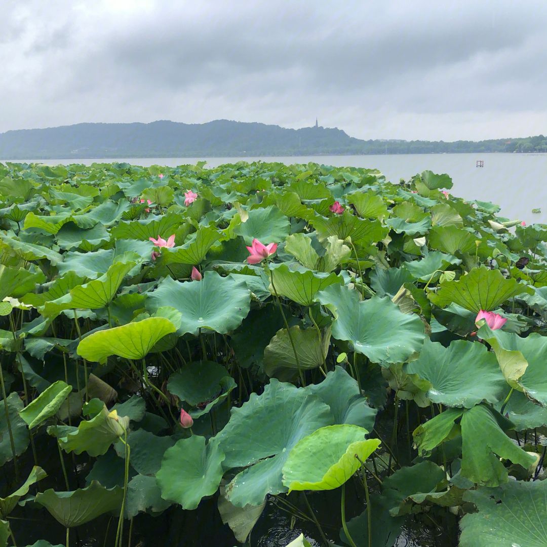 评论区！股票600360“谈不容口”