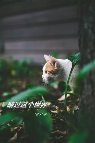 股票000025“有目共赏”