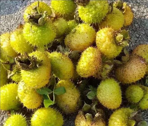 股吧！股票000522“赞不绝口”