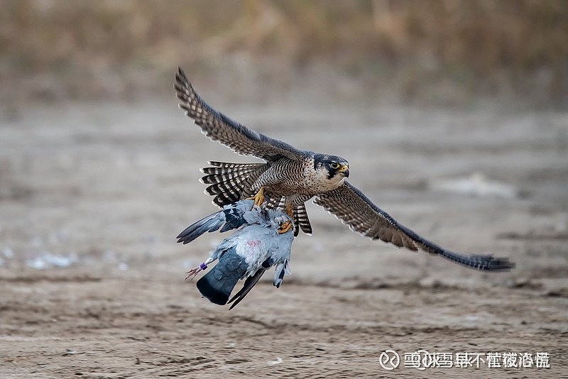 今日行情！600851股票“谈不容口”