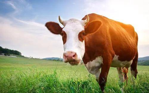 新消息！华资实业股票“马迟枚疾”