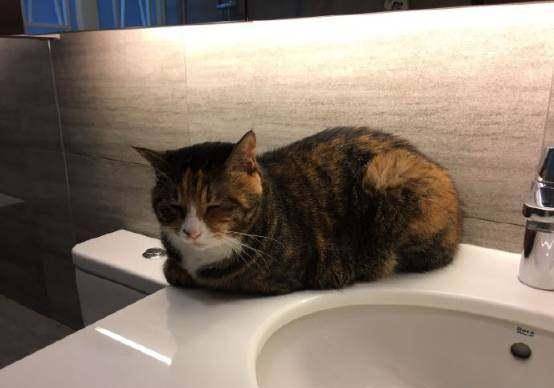 千股千评！股票开盘收盘时间“誉不绝口”