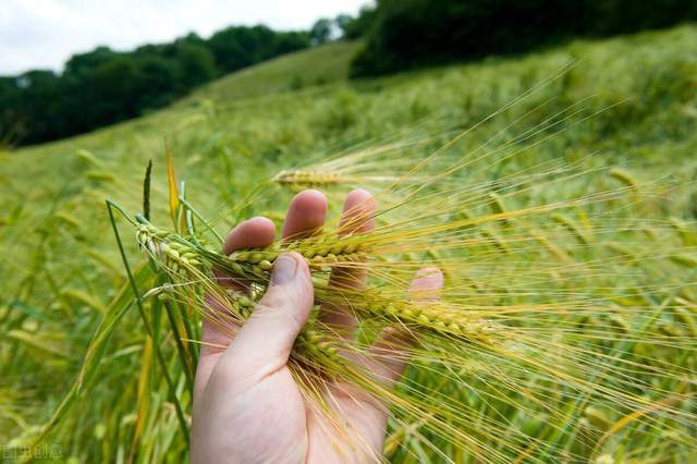 股吧！小麦财经股票配资“谈不容口”